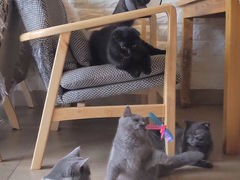 -猫咖时代(中山亭店)