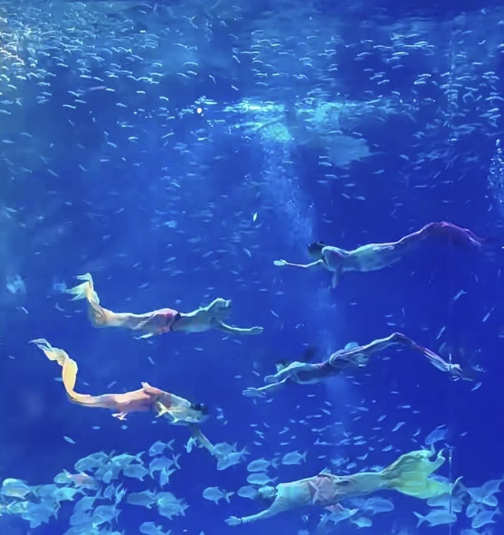 上海海昌海洋公园真有美人鱼 👀