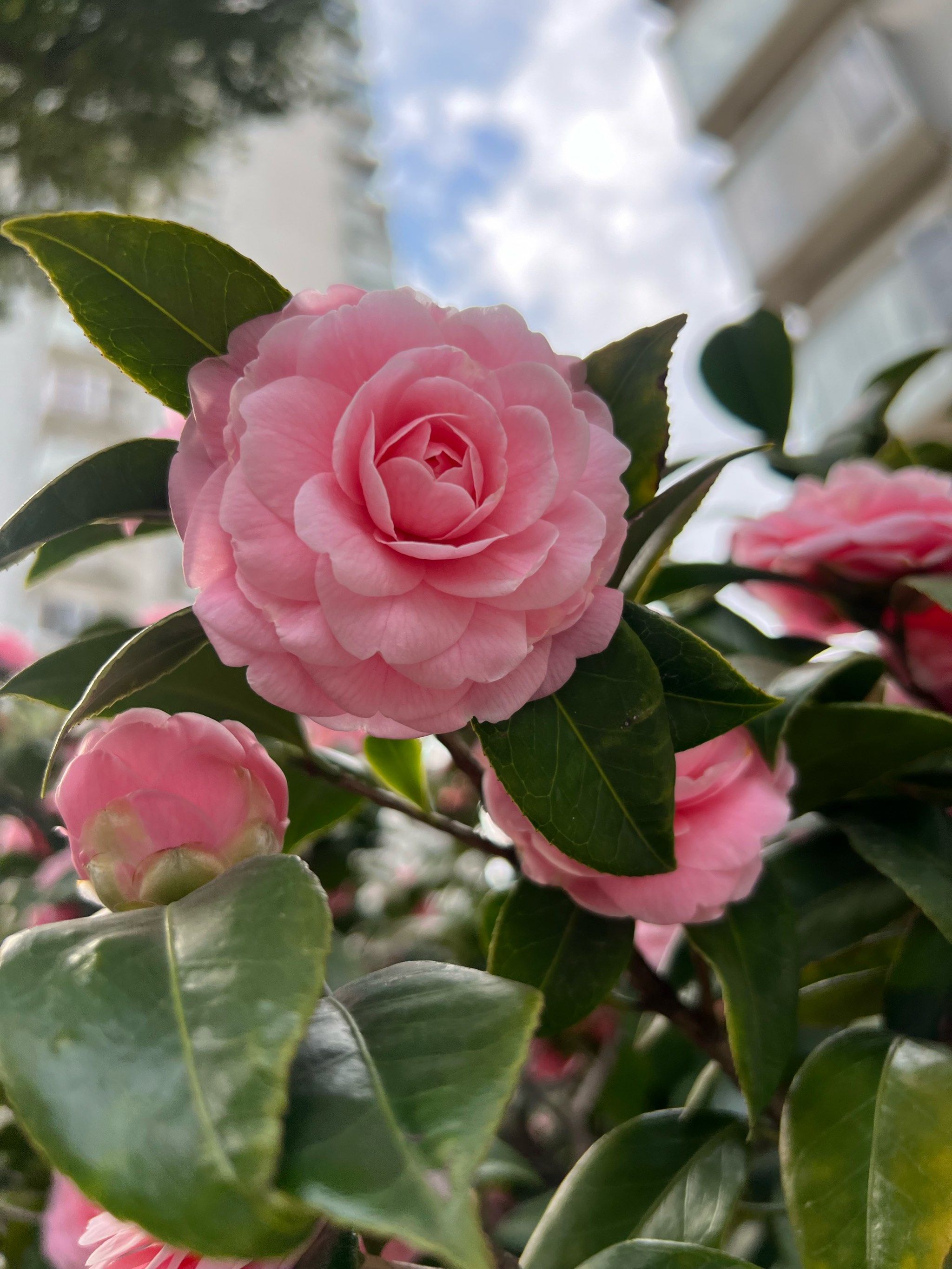 茶花一树早桃红,百朵彤云啸傲中