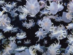 -太平洋海底世界