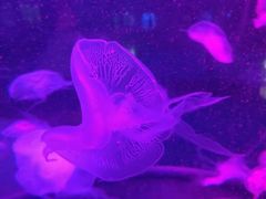 -泉城欧乐堡海洋极地世界