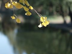 -上海共青森林公园