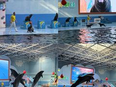 -蓬莱欧乐堡海洋极地世界