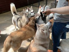 -TrueLove @ Neverland (Husky Cafe)
