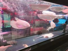 -中环花鸟鱼虫市场