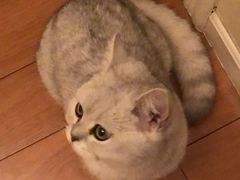 -达爱动物医院·犬猫分区·CT·复杂眼科(远洋山水分院)