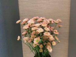 -栖SPA·ONDA ·海菲秀·皑皑科技美肤中心