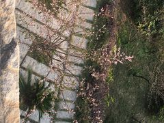 -草庵摩尼教遗址公园