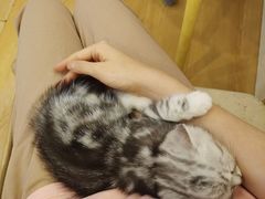 -猫咪派对(江南西店)