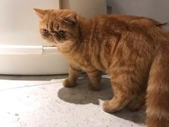 -飞行喵MR PILOT|猫舍·猫咖(静安大融城店)
