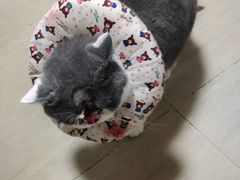 -美联众合动物医院·24h转诊中心