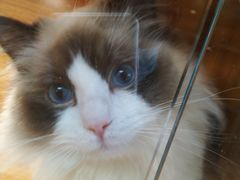 -猫十亿·布偶金渐层·曼基康矮脚猫舍(青年路店)
