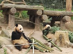 -都江堰中华大熊猫苑