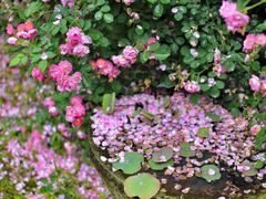 -西湖风景区-江洋畈生态公园