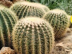 -国家植物园南园