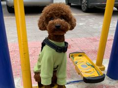 -芭比堂动物医院·犬猫全科·异宠专科(雁塔分院)