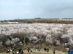 -明秦王墓遗址