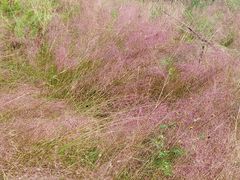 -桤木河湿地公园