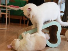 -MOYOYO猫咪咖啡店