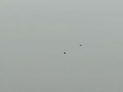 -盐城丹顶鹤湿地生态旅游区