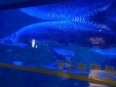 -成都浩海立方海洋公园