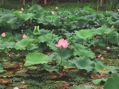-渤公岛生态公园