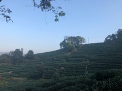 -十八棵（老龙井）御茶园(老龙井店)