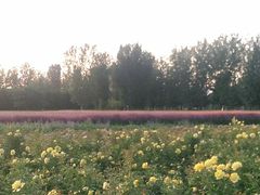 -北京东方普罗旺斯薰衣草庄园