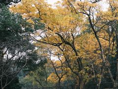 -杭州植物园