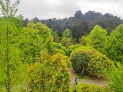 -铁山坪森林公园