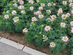 -石家庄市植物园