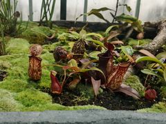 -国家植物园南园