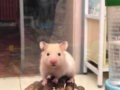 -钓仓鼠(洋桥北里小区店)
