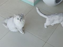 -怪兽屋·羊驼·猫咖·狗咖(俊华广场店)