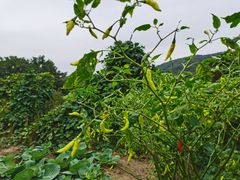 -马峦山郊野公园