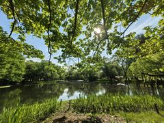 -上海共青森林公园