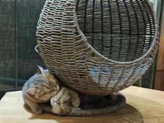 -藏猫猫咖啡主题馆(中央大道店)