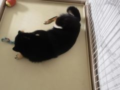 -宠福鑫康馨动物医院·骨科·眼科