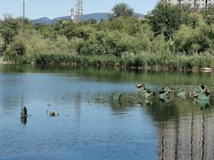 -永定河休闲森林公园