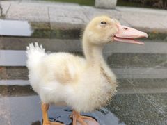 -海珠湖公园