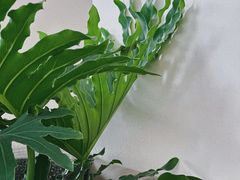 -the fall kaffe乐否咖啡