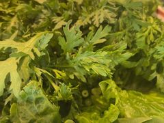 -小天鹅火锅·一线江景洪鼎旗舰店(洪崖洞店)