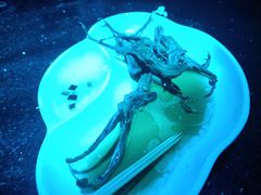 -皇马纯KTV(景田店)