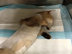 -艾吉宠物医院·疑难杂症转诊中心·猫友好(碧江路院)