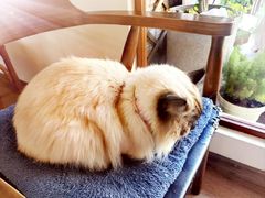 -有猫主题·治愈系猫咖(曾厝垵店)