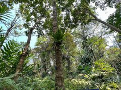 -中国科学院西双版纳热带植物园