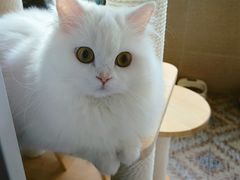 -欣宠猫屋·矮脚拿破仑·蓝金金渐层