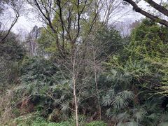 -九华山公园