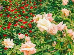 -人民公园(罗湖区)