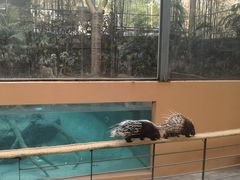 -清迈夜间动物园